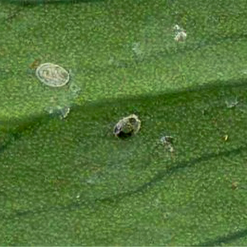 Foto von parasitierter Nymphe der weißen Fliege