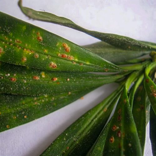 Foto von Deckelschildläusen