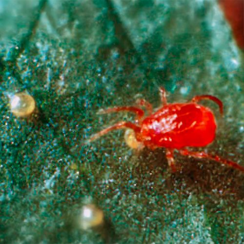 Raubmilbe beim Verzehr von Spinnmilbeneiern