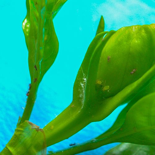 Foto von Blattläusen