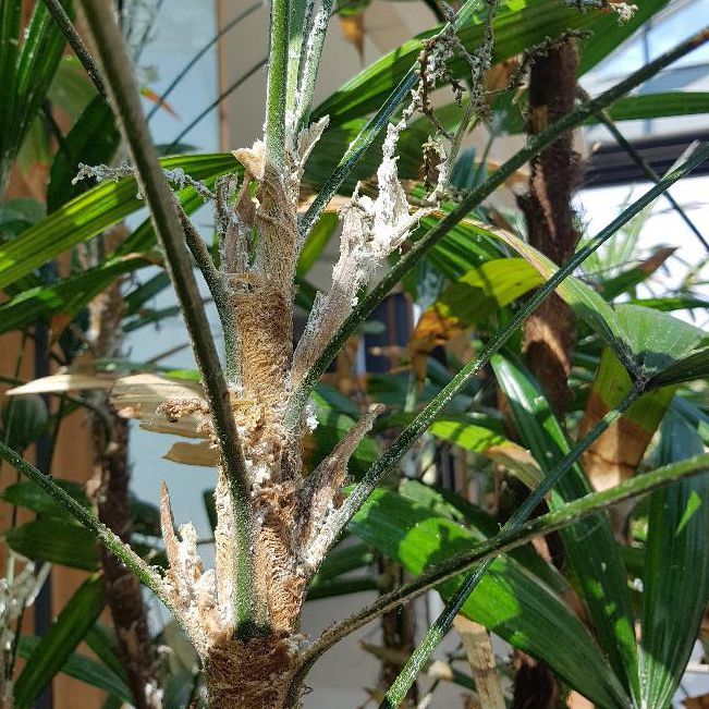 Mit Wollläusen befallene Pflanze