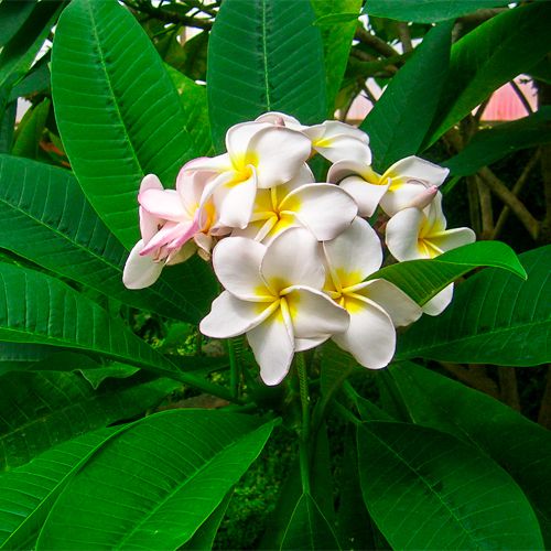 Foto von Plumeria