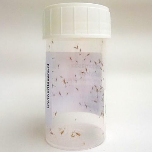 Nützlingseinsatz mittels in Dosen gelieferten Nützlingen