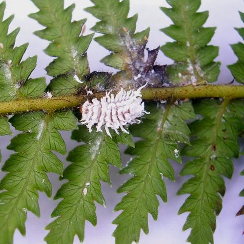 Foto einer Marienkäferlarve, Wollläuse frisst