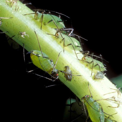 Foto von Blattläusen