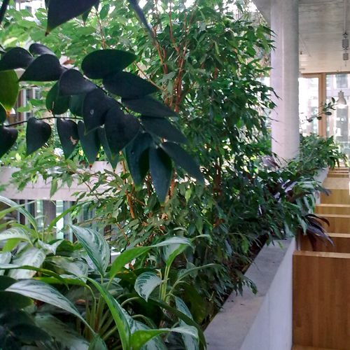 Beispiel für eine großflächigere Innenraumbegrünung