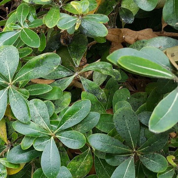 Mit schwarzen Rußtaupilzen befallene Pflanze