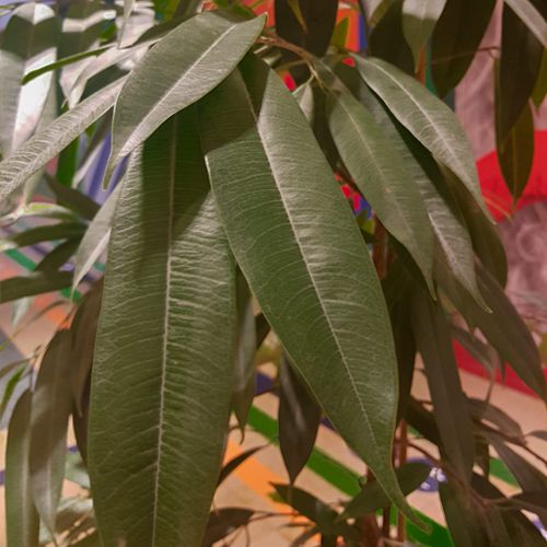 Foto einer Pflanze nach dem Entstauben