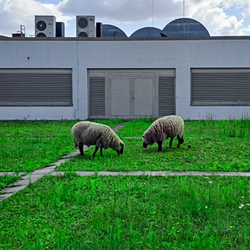 Foto von Schafen auf dem Dachgarten der Schönhauser Allee Arcaden
