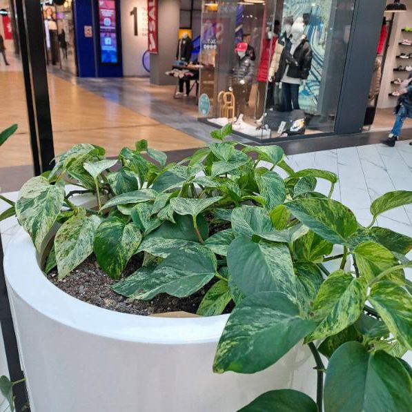 Beispiel für die Innenraumbegrünung mit Gefäßen