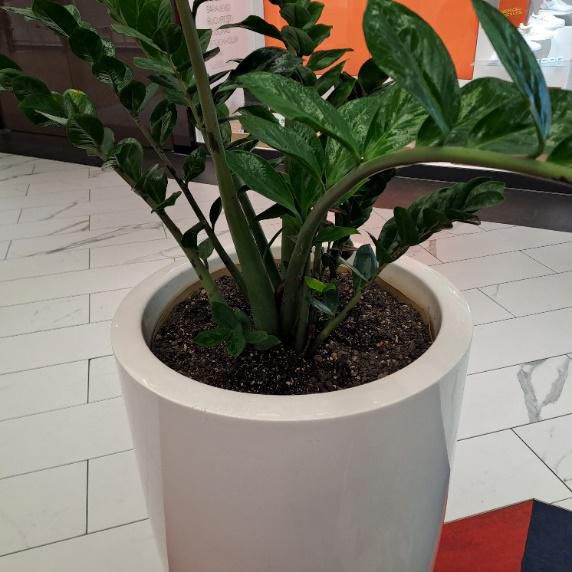 Beispiel für die Innenraumbegrünung mit Gefäßen