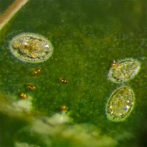 Foto von Eiern und Nymphen der Weißen Fliege