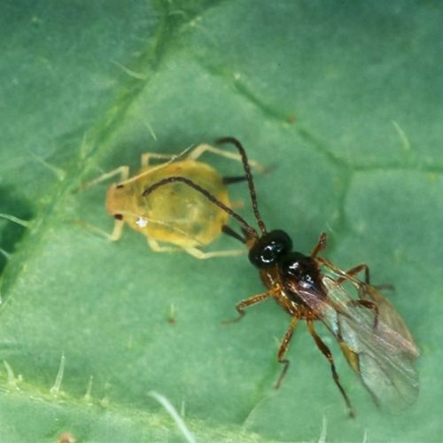 Foto einer Schlupfwespe, die eine Blattlaus parasitiert