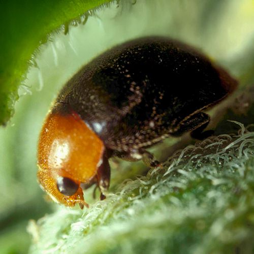 Cryptolaemus motrouzieri auf der Jagd