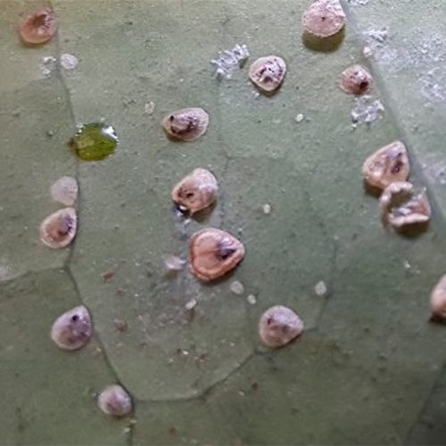 Foto von Schildläusen