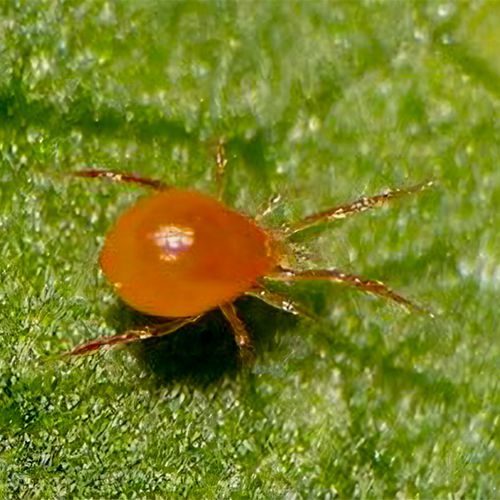 Foto einer Raubmilbe